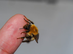 Bombus modestus