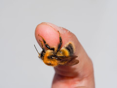 Bombus modestus