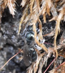 Lasioglossum coeruleum