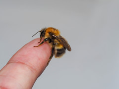 Bombus modestus