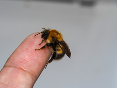 Bombus modestus