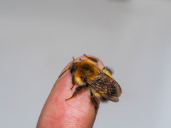 Bombus modestus