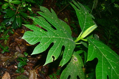 Artocarpus treculianus