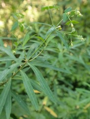 Euphorbia kraussiana
