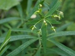 Euphorbia kraussiana