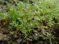 Pohlia longibracteata