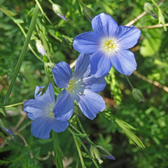Linum alpinum