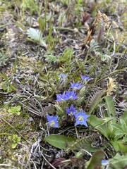 Chondrophylla
