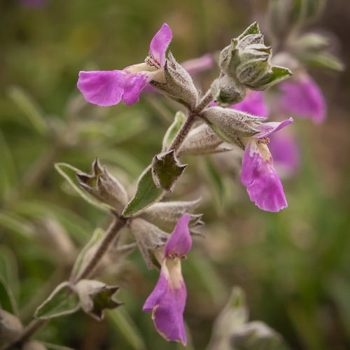Stachys rugosa Aiton