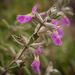 Stachys rugosa - Photo (c) Brendan Cole, alguns direitos reservados (CC BY-NC-ND), uploaded by Brendan Cole