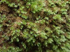 Pohlia longibracteata