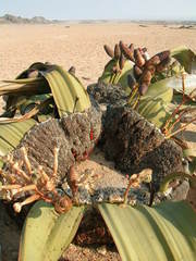Welwitschia mirabilis image