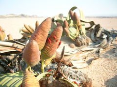 Welwitschia mirabilis image