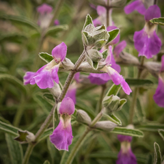 Stachys rugosa