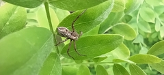 Rhysodromus histrio