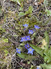 Chondrophylla