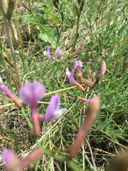 Astragalus macropus