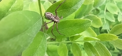 Rhysodromus histrio
