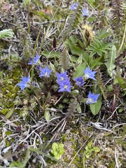 Chondrophylla