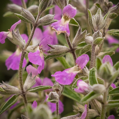 Stachys rugosa