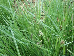 Carex lyngbyei