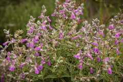 Stachys rugosa
