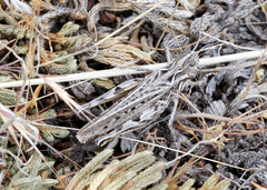 Psoloessa delicatula