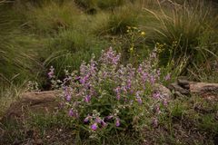 Stachys rugosa