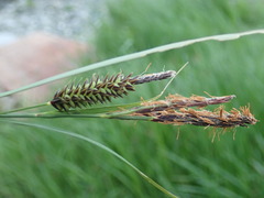 Carex lyngbyei