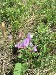 Astragalus macropus