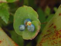 Persicaria perfoliata
