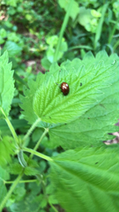Chrysolina polita