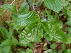 Rhamnus fallax