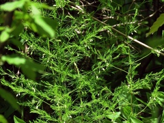 Asparagus tenuifolius