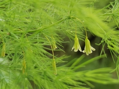 Asparagus tenuifolius