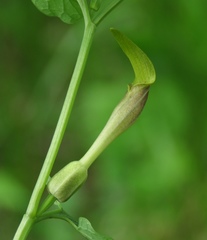Aristolochia lutea
