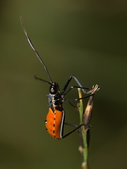 Dasynini