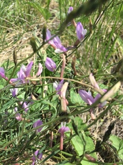 Astragalus macropus