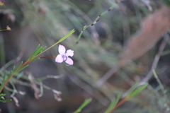 Boronia filifolia