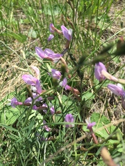 Astragalus macropus