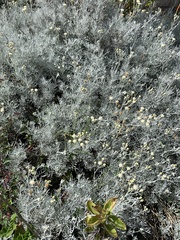 Senecio leucostachys
