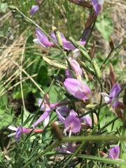 Astragalus macropus