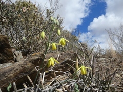 Albuca kirstenii