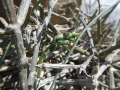 Albuca kirstenii