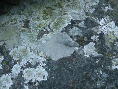 Circinaria caesiocinerea