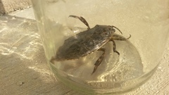 Lethocerus medius