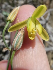 Albuca kirstenii