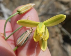 Albuca kirstenii