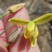 Albuca kirstenii - Photo (c) Petra Broddle, some rights reserved (CC BY-NC), uploaded by Petra Broddle