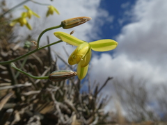 Albuca kirstenii